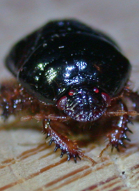 Cyrtomenus ciliatus